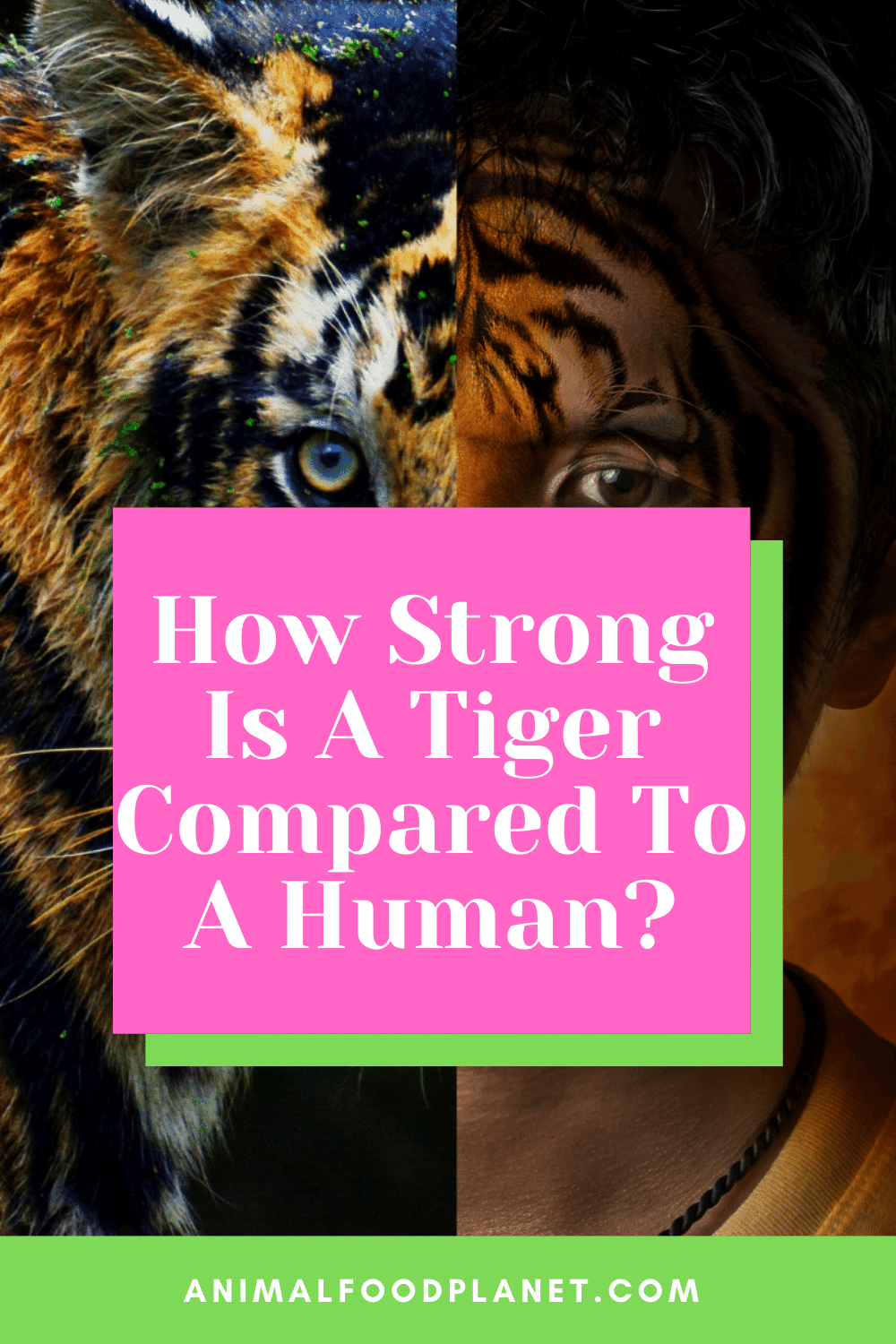 How Strong Is A Tiger Compared To A Human?