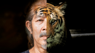 How Strong is a Tiger Compared to a Human