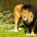 How Tall is a Lion Standing Up?