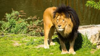 How Tall is a Lion Standing Up?