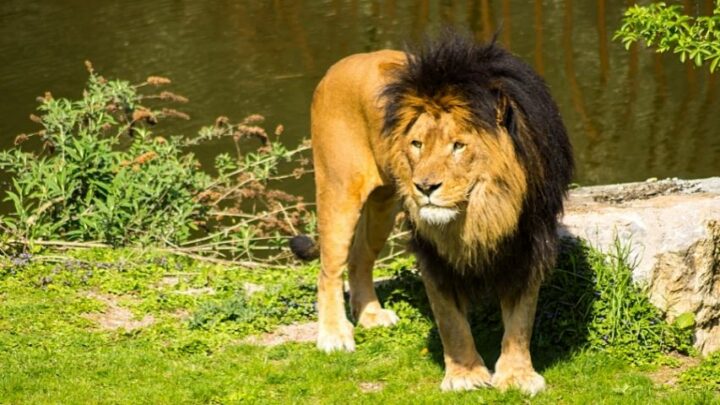 How Tall is a Lion Standing Up? #1 Best Answer! How Tall is a Lion Standing Up? #1 Best Answer!