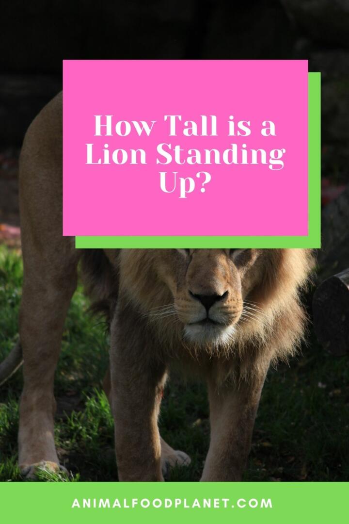 How Tall is a Lion Standing Up?