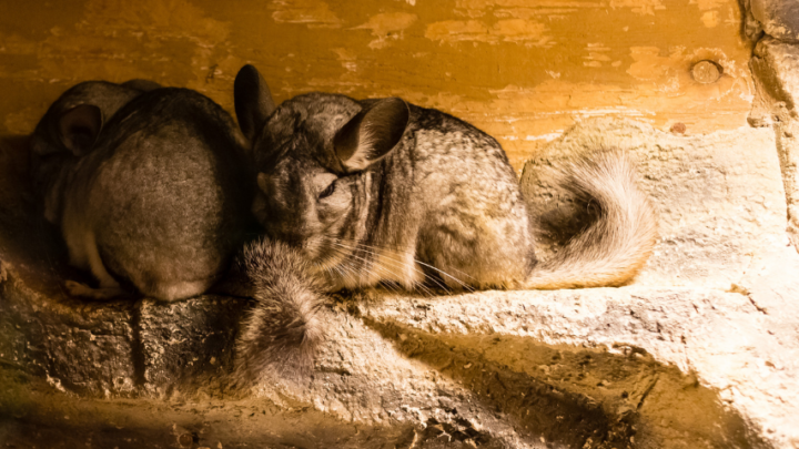 How To Breed Chinchillas? #1 Best Expert Guide