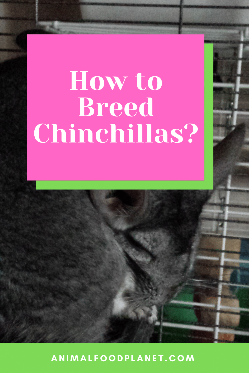How To Breed Chinchillas