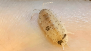 How to Care for Dalmatian Isopods
