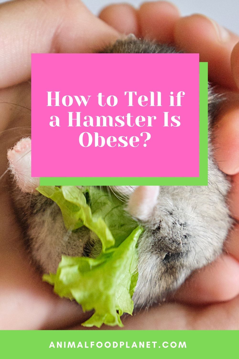How To Tell If A Hamster Is Obese?