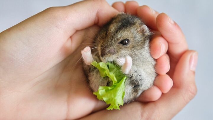 How to Tell if a Hamster Is Obese? #1 Important Facts To Know!