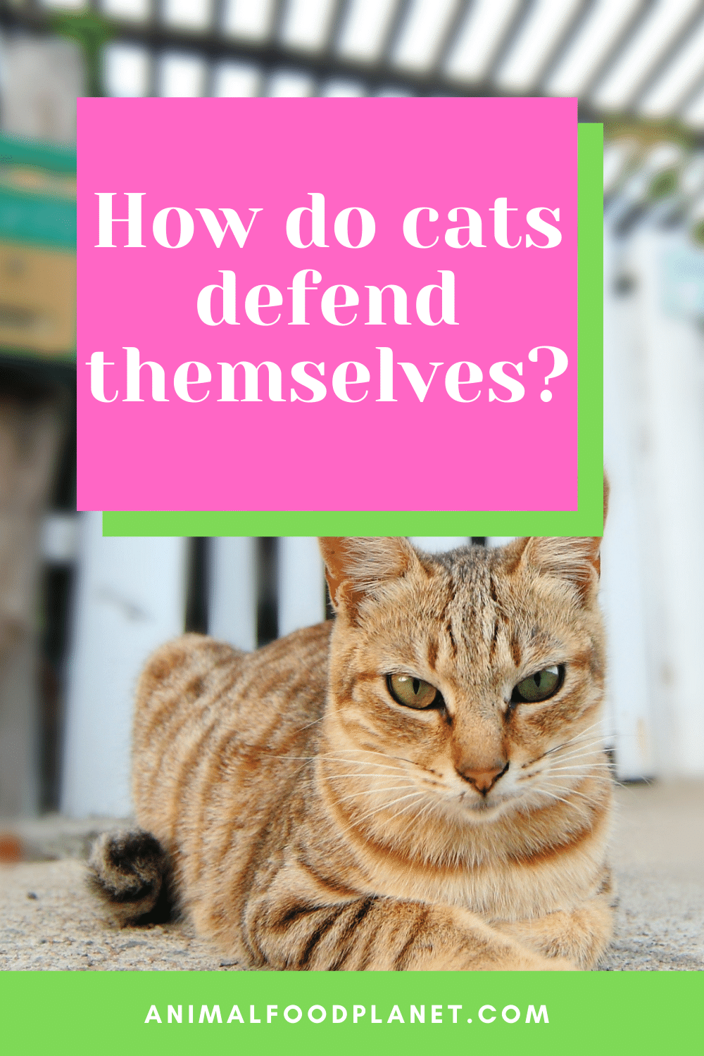 How do cats defend themselves