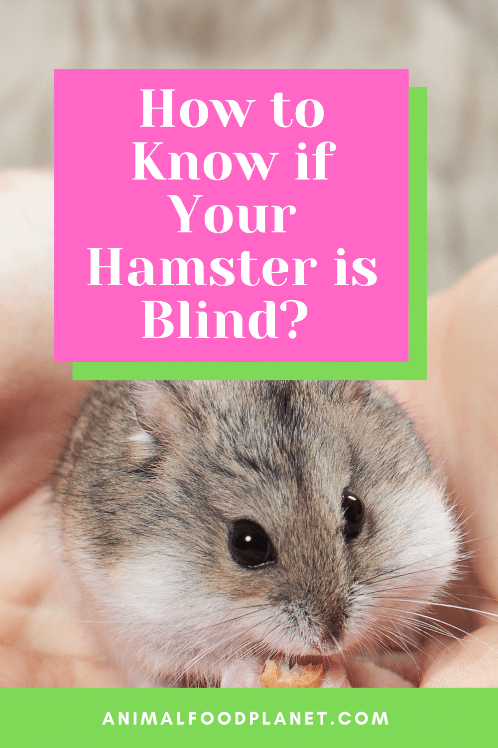 How to Know if Your Hamster is Blind?