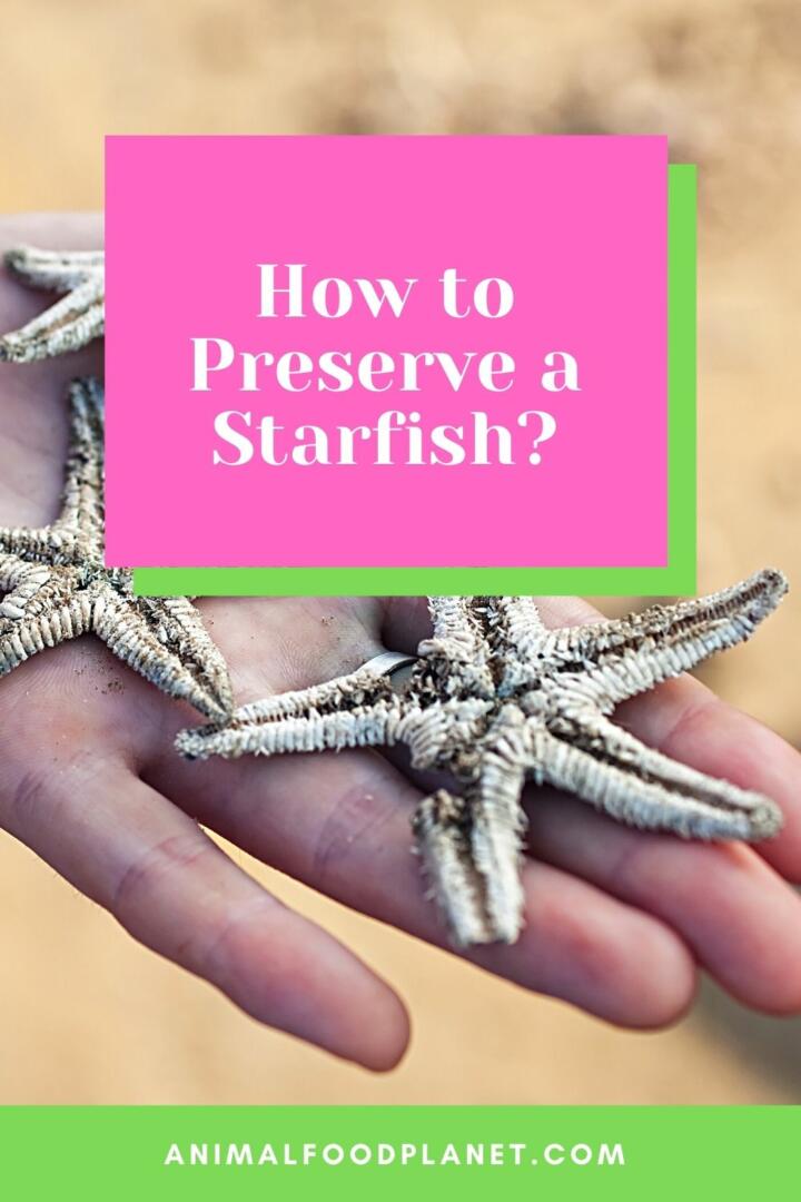How to Preserve a Starfish?