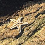 How to Preserve a Starfish?