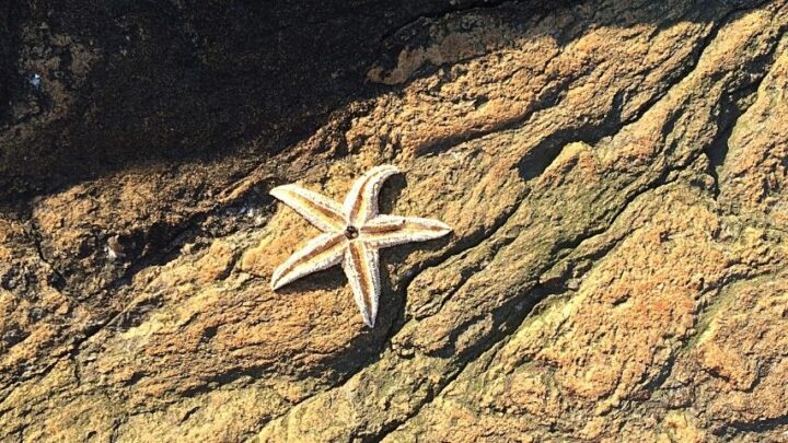 How to Preserve a Starfish? 4 Brilliant Methods
