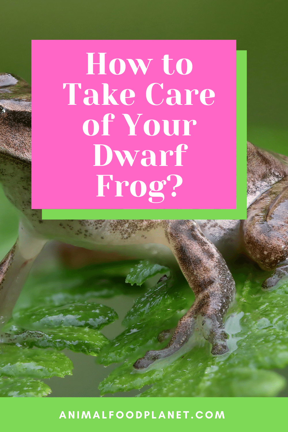 How To Take Care Of Your Dwarf Frog?