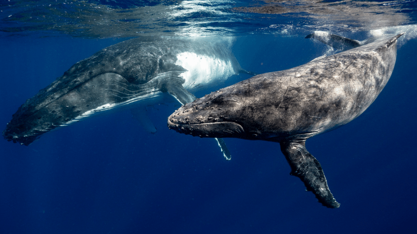Humpback Whale Can Reach A Speed Of About 16 mihr (25.7 Kmhr)
