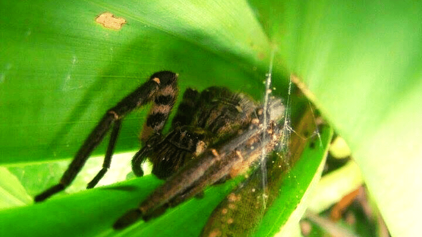 Huntsman Spider Does Not Weave Webs Or Build Nests