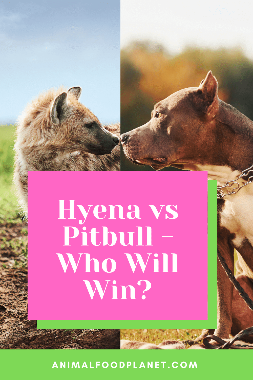 Hyena vs Pitbull - Who Will Win