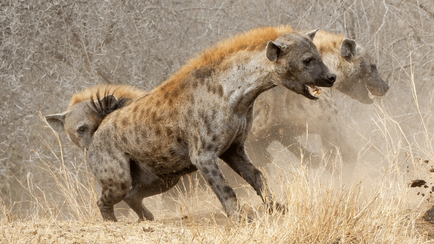 Descriptions Of The Hyena