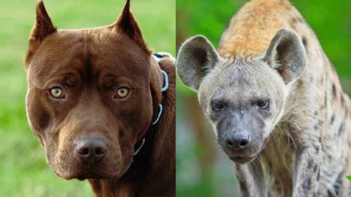 Hyena vs Pitbull – Who Will Win? #1 Best Facts