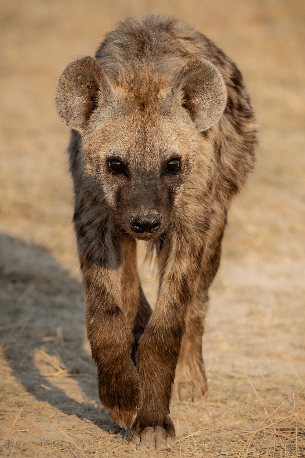 Hyena