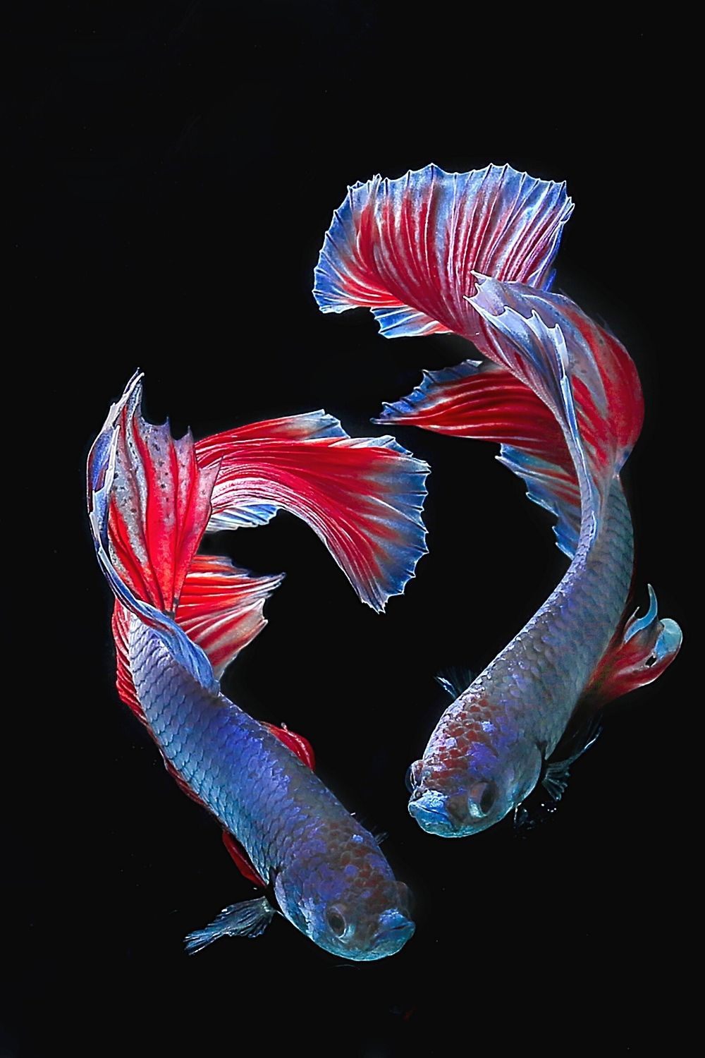 If you're breeding your betta fish, make sure to choose those that are healthy, energetic, and are brightly-colored