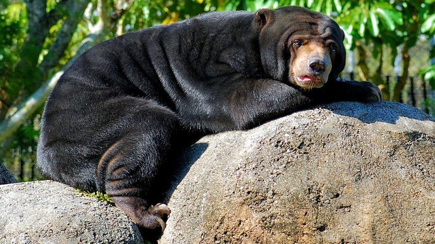In response to climate change, Sun Bears conserve their energy in the day and forage at night