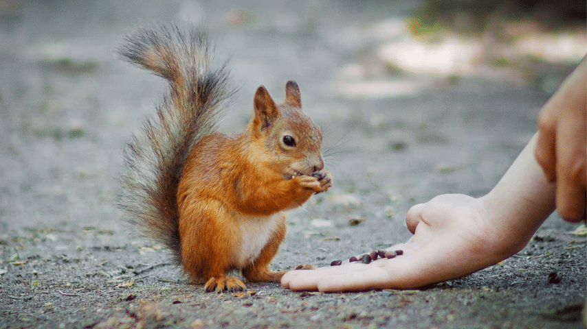 Individuals Love To Feed Squirrels