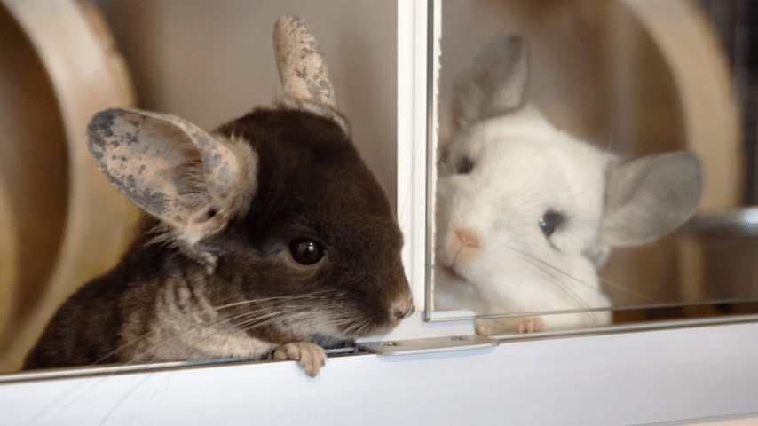 Introduce The Chinchillas To Each Other You'll Need To Keep Them Separate At First