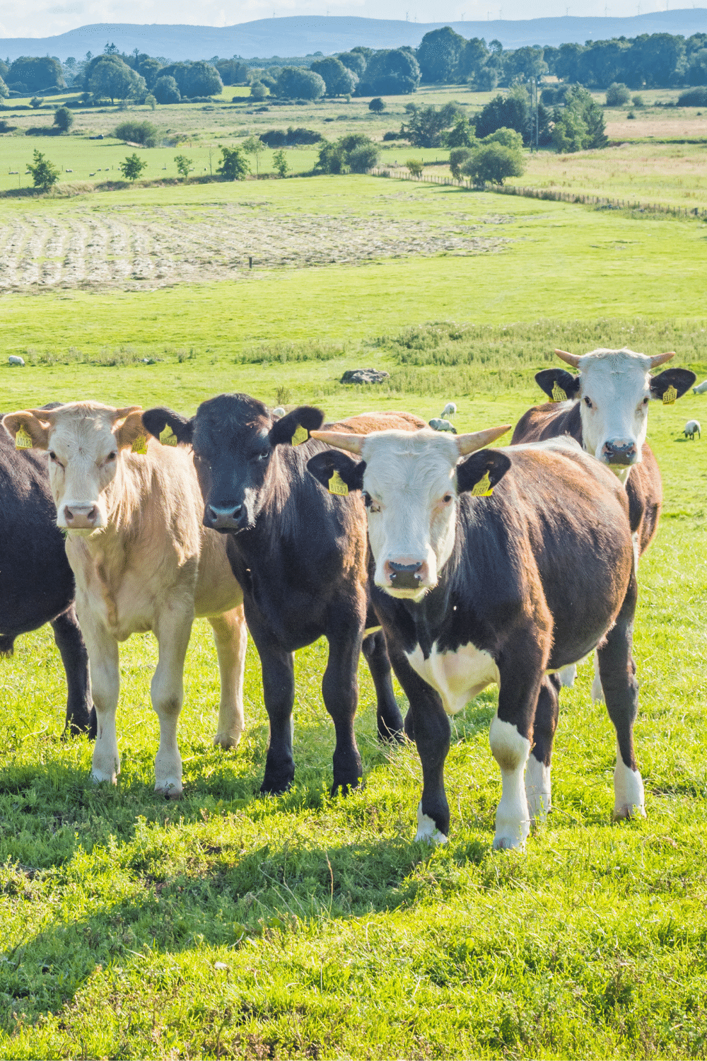 Irish Black Cows