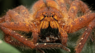 Is The Clockspider Real? (Huntsman Spider Legend)