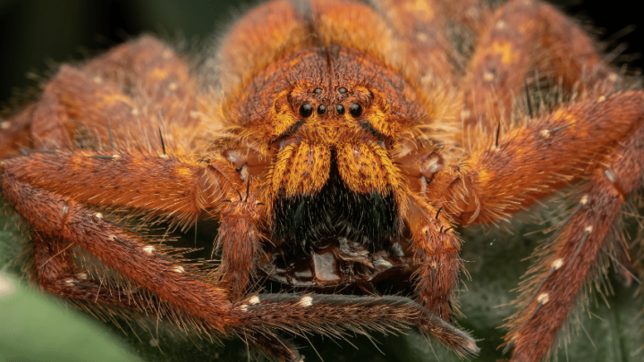 Is The Clockspider Real? The Huntsman Spider Legend #1 Facts