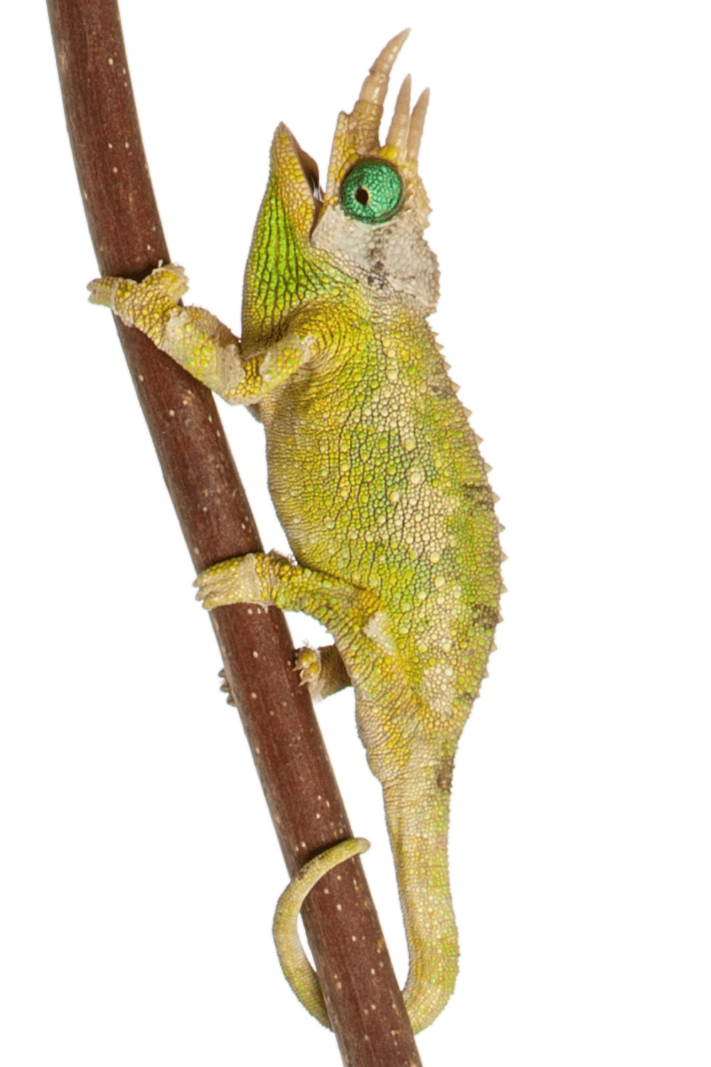 Juvenile Jackson Chameleons