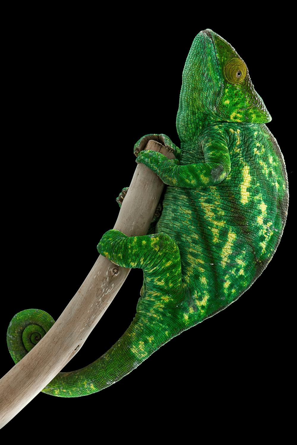 Juvenile Panther Chameleons