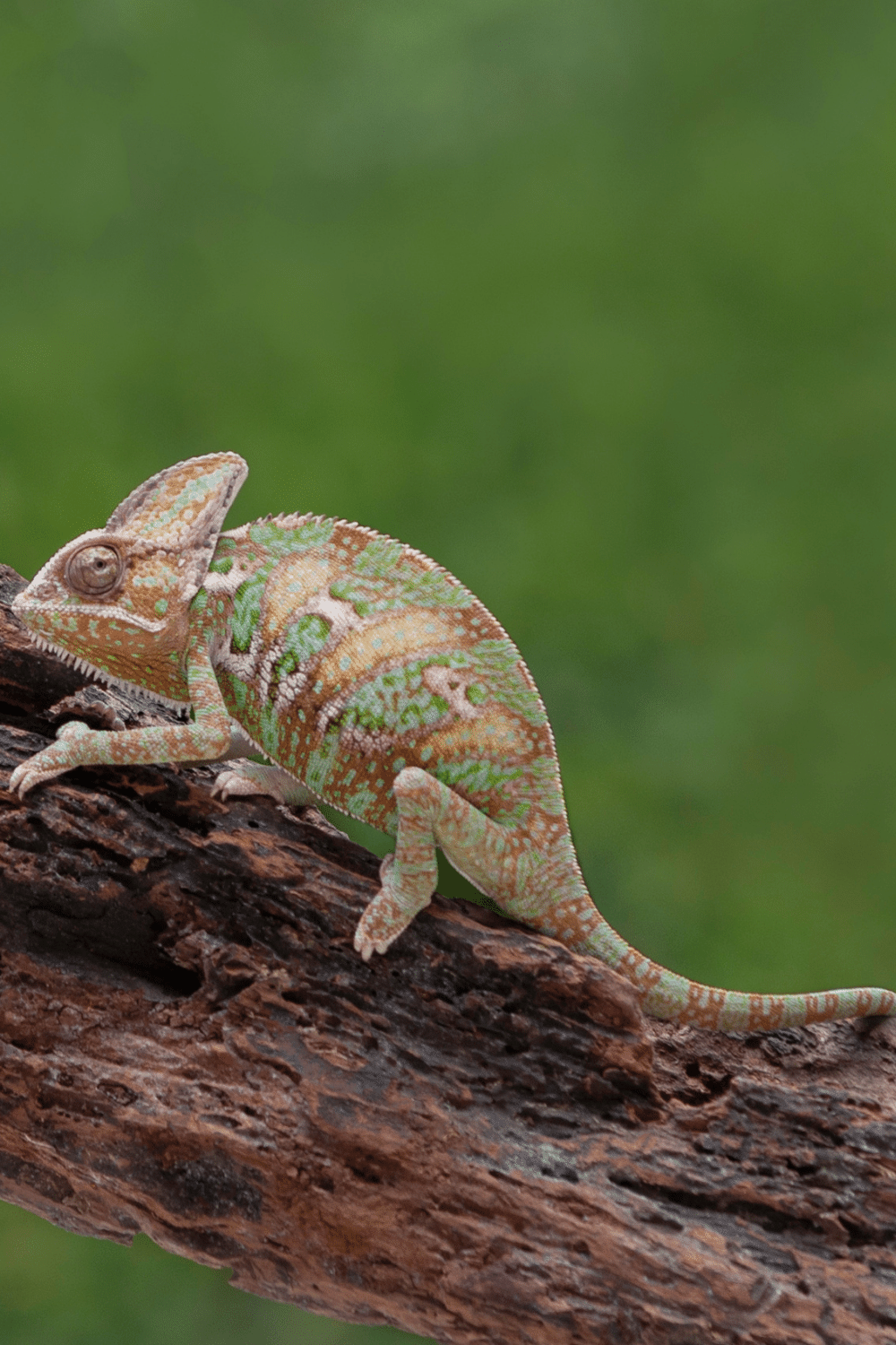 Juvenile Veiled Chameleons