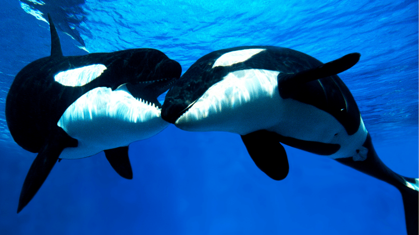 Killer Whale can reach a speed of 28 miles per hour (45 km per hour)