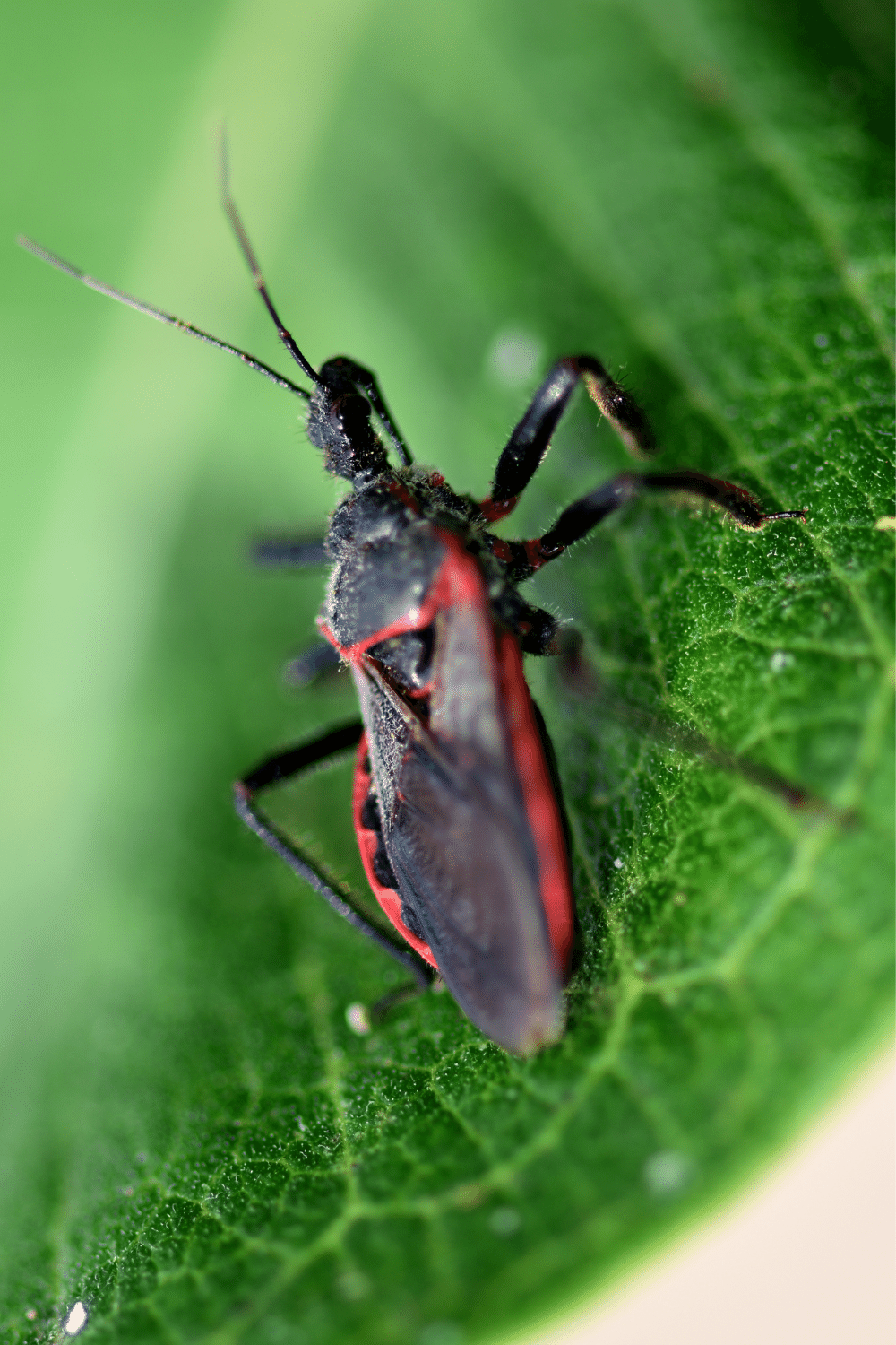 Kissing Bug