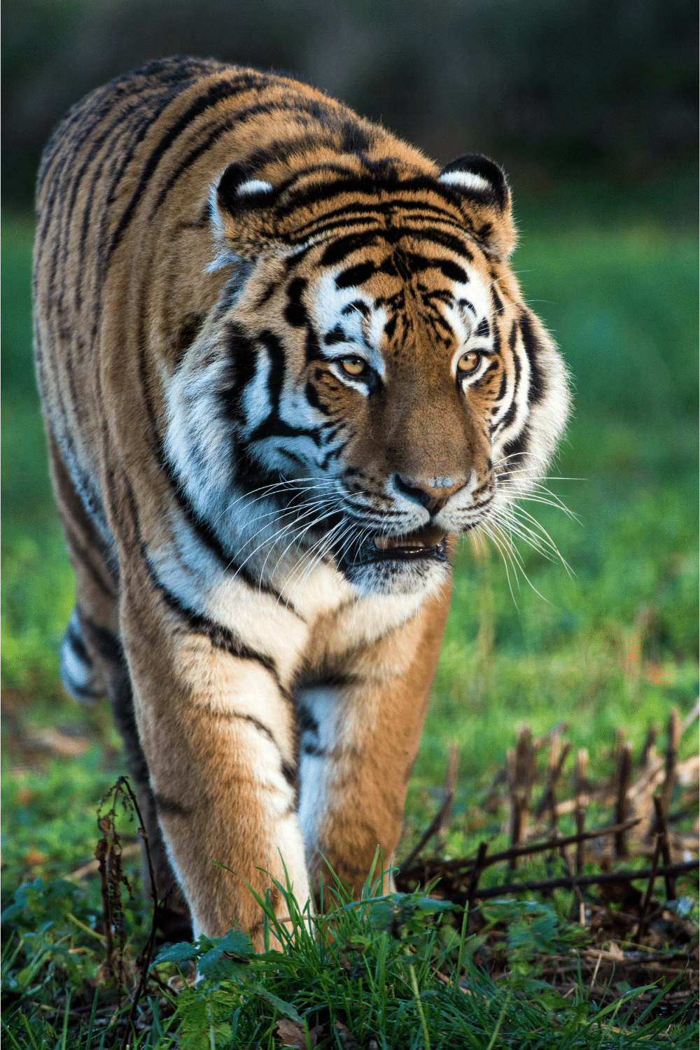 Largest Species Is The Siberian Tiger
