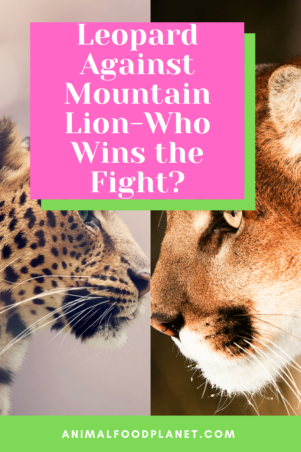 Leopard Against Mountain Lion-Who Wins the Fight