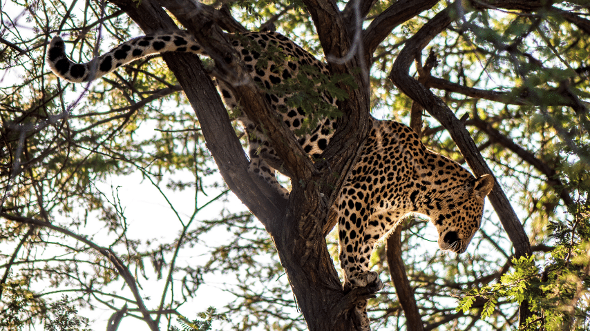 Leopard Is An Excellent Climber