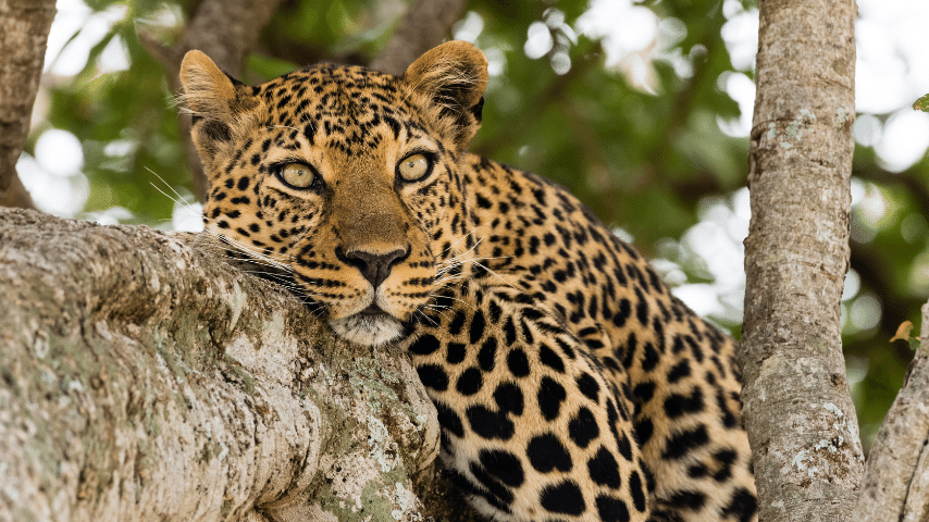 Leopard Rosettes Can Keep Him Well Hidden On Tree Foliage.