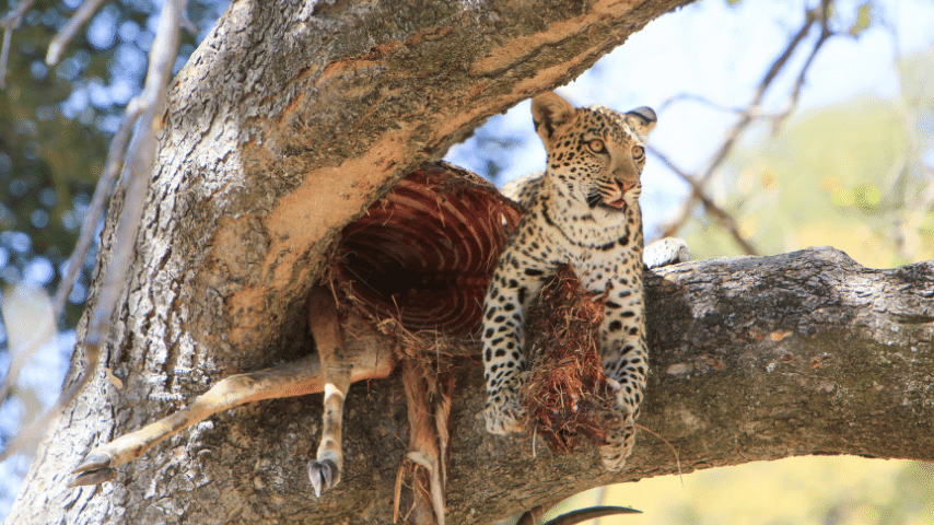 Leopard Will Drag The Remains Of An Animal Up Into The Branches Of The Trees