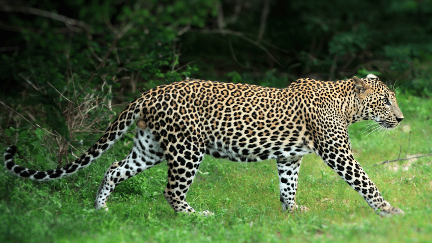 Leopard