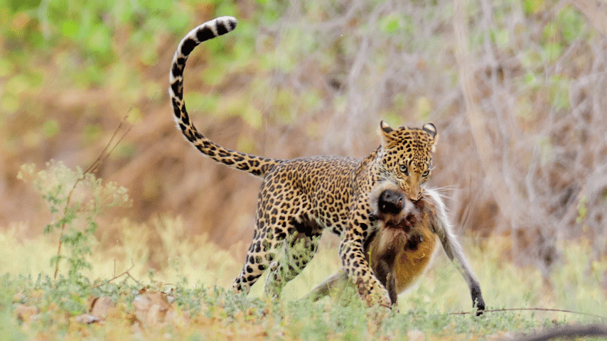 Leopards Hunt Much Smaller Animals