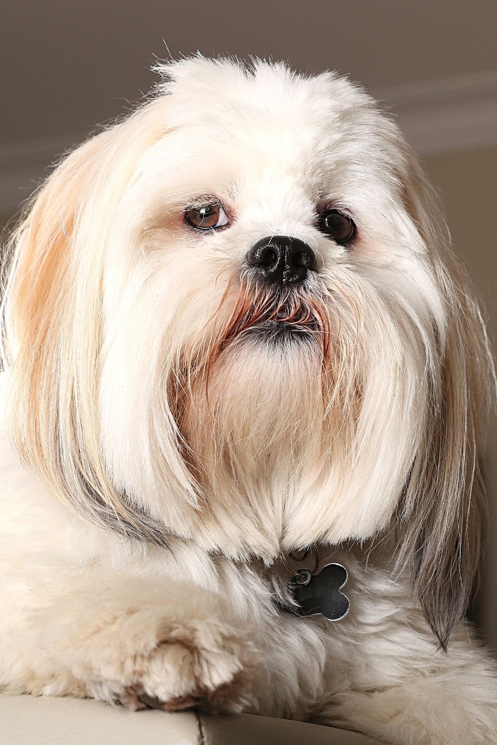 The Lhasa Apso is the sweetest dog breeds that looks like the Ewoks from Star Wars