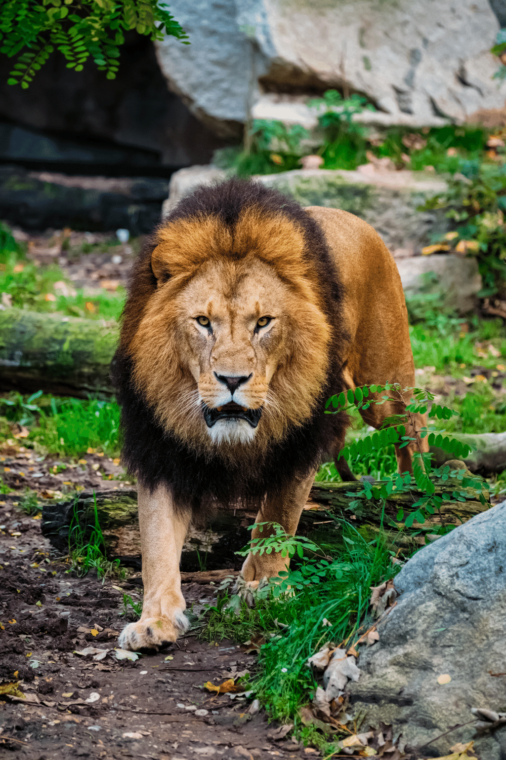 Lion