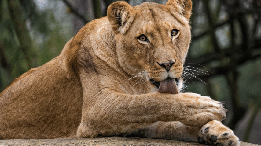 Lion's Bulky Physique, Its Tendons And Muscles Are Pretty Tightly Connected And allow Quick, Vigorous Movements