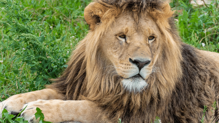 Lions Have Sharp, Soft Paws That Allow Them To Move Unheard And Catch Their Prey