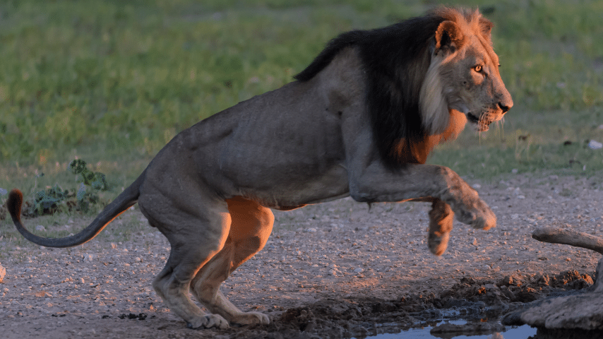 Lion`s High Jumping Ability Allows Them To Quickly Leap Into The Air And Defend Their Fellow Lions and Cubs