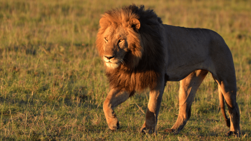 Lion`s Legs Assist Them In Becoming Skilled Jumpers, Allowing Them To Catch And Feed On Prey
