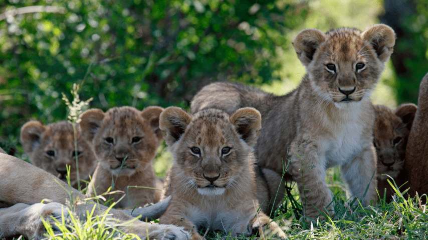 Litter A Group of Lion Cubs