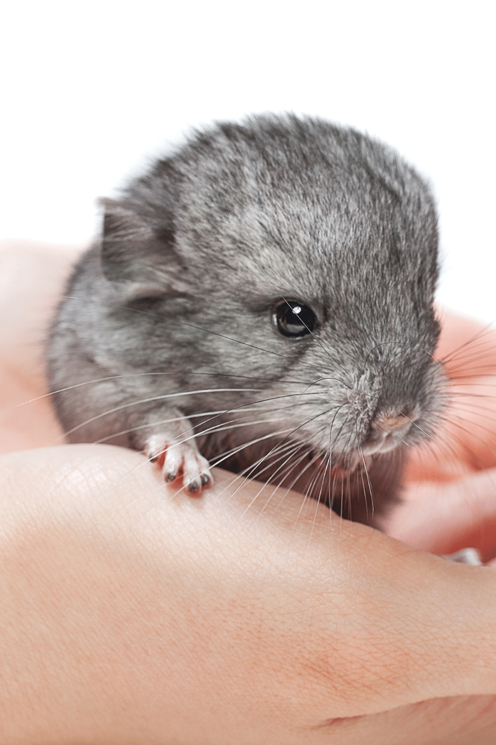 Litter Train Young Chinchilla